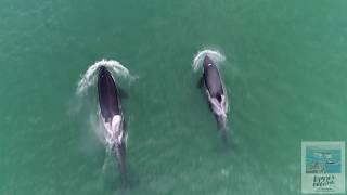 Косатки рвут добычу / Killer whales tearing prey