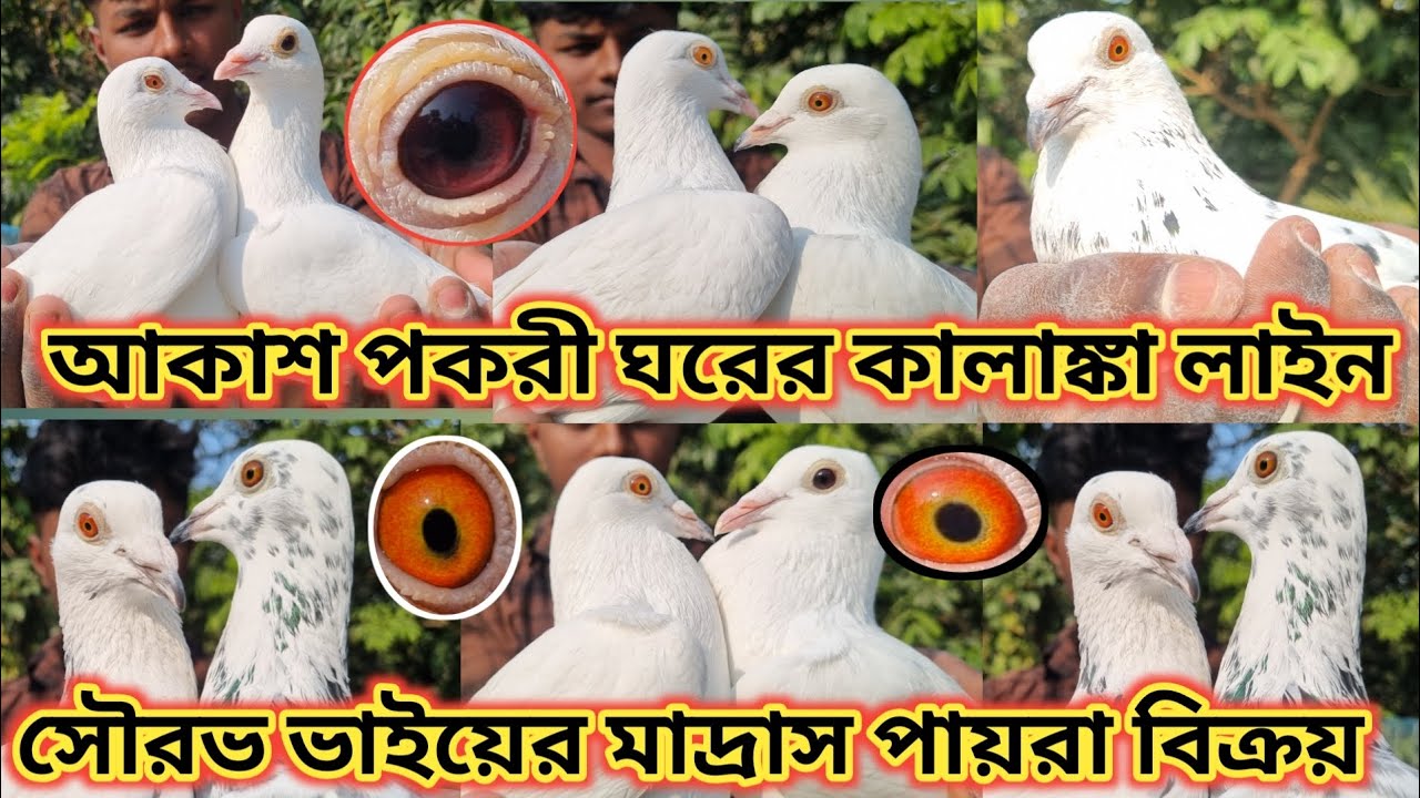 কালাঙ্কা ম্যাড্রাস বিক্রয় 🥰 কেউটিয়া সৌরভ ভাইয়ের বাড়ির পায়রা সেল 