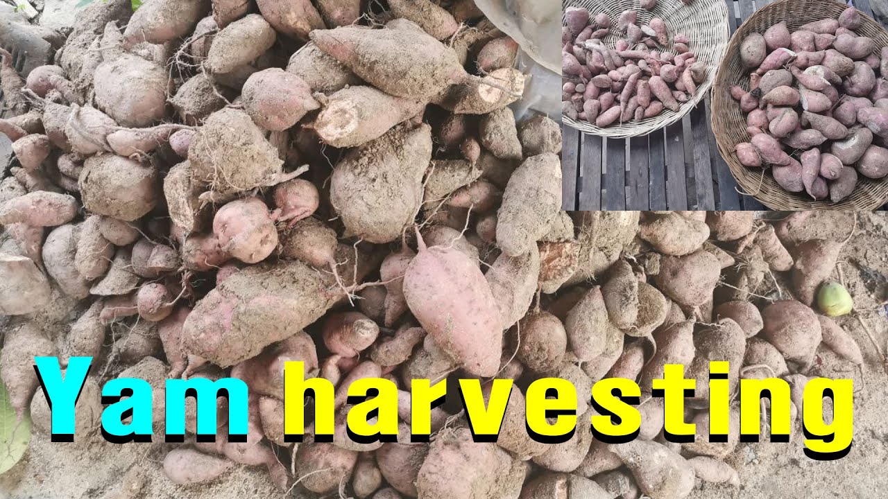 Yam harvesting YouTube