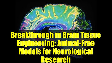 Breakthrough in Brain Tissue Engineering: Animal-Free Models for Neurological Research
