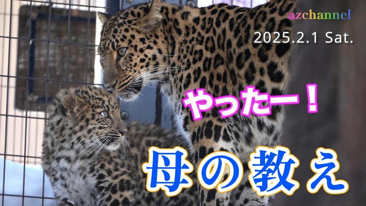 【旭山動物園アムールヒョウ】母の背中を追い丸太を登る！怪我を乗り越えデンとミライの仔🎓What does a young child learn from their mother?