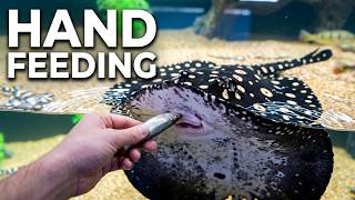 Hand Feeding Monster Stingrays in a 600-Gallon Tank! 4K