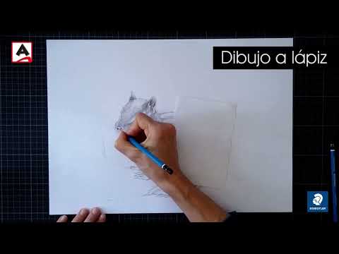 Reproducir