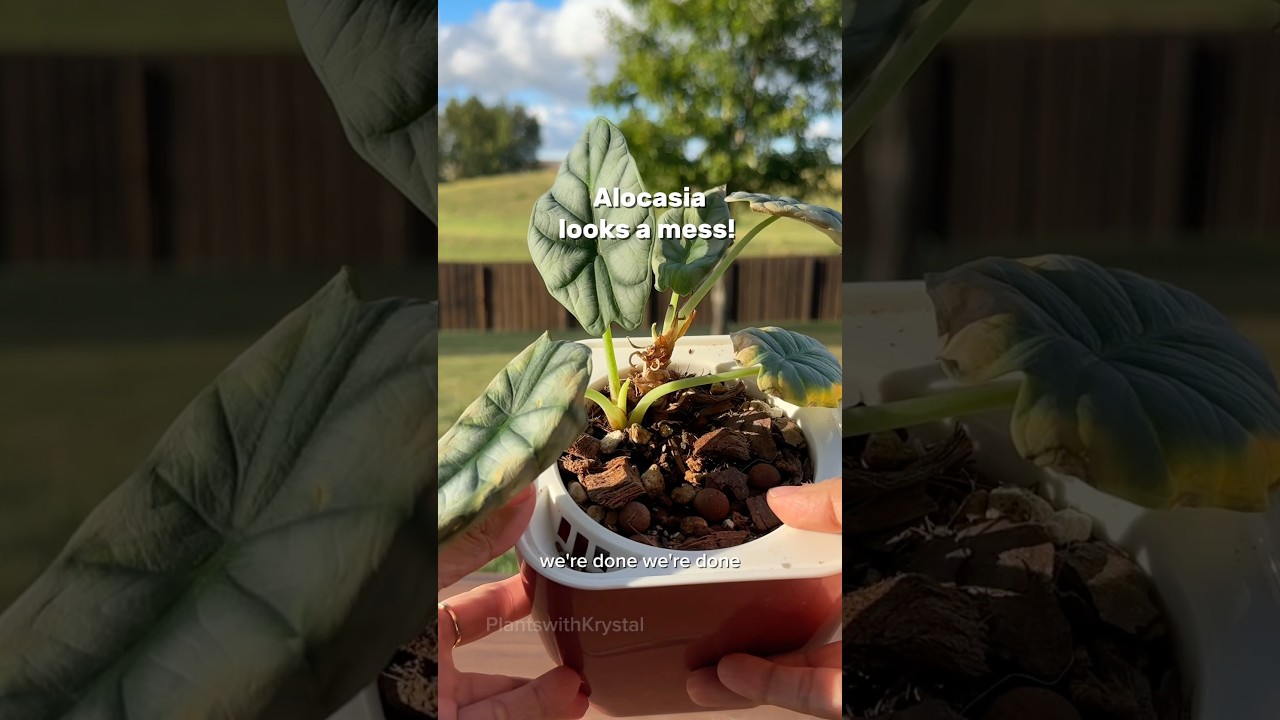 Switching my sad alocasia to pon 