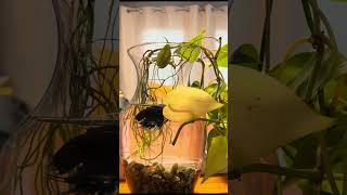 Feeding Time For Fred: Day 45