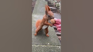 Cute Red Squirrel and Walnut • Рыжик бежит за орешком  #funnysquirrels #funnyanimals #wildlife