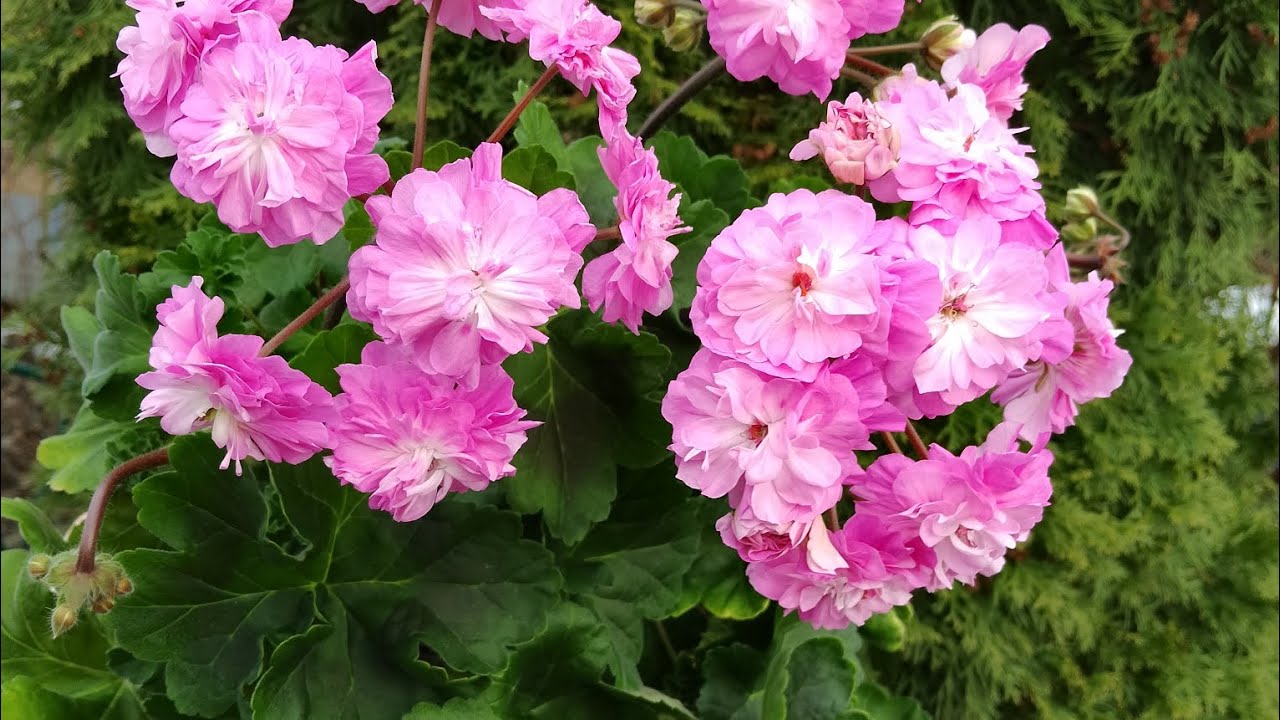 Пеларгонии.