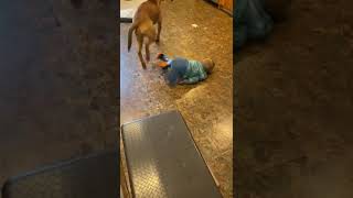 Dog jumps on little boy as he crawls on kitchen floor