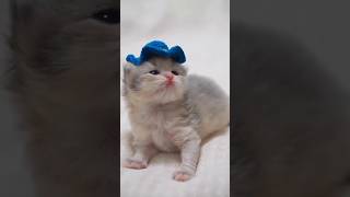 Cute Cat Meow