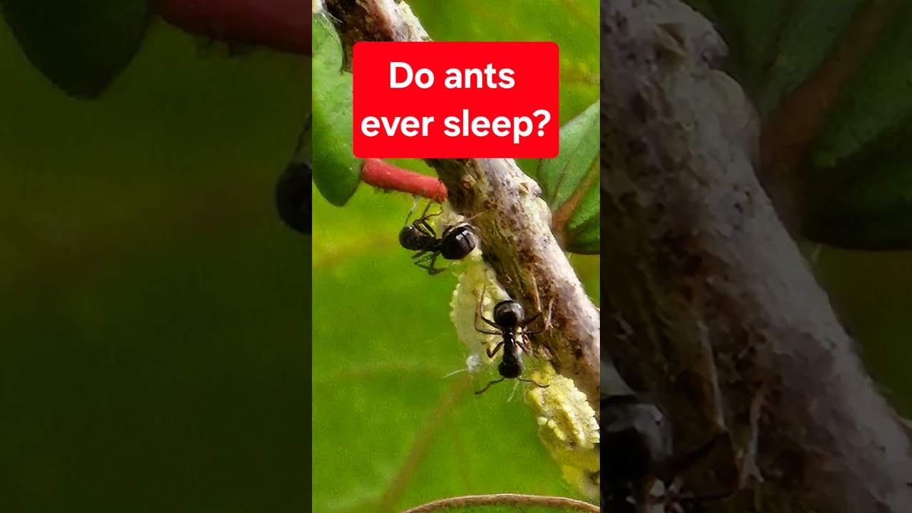 Do ants ever sleep? 