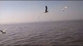 Birds flying over the sea YouTube