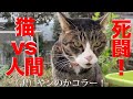 窓際の死闘！首輪付き猫VS人間(+召喚獣) The match 'The stray tabby VS Me'