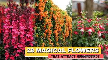 28 Stunning Flowers to Attract Hummingbirds Transform Your Garden into a Paradise