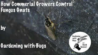 How Commercial Growers Control Fungus Gnats