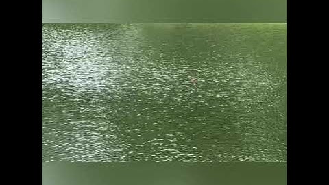 Cận cảnh cá tù phao - câu lục giải trí