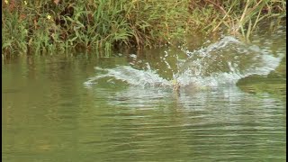 Topwater Spot Tail Bass Explosion With The Hoverjet 130F
