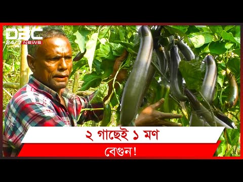 ভিডিও: ভারত কোথায় বেগুন জন্মে?