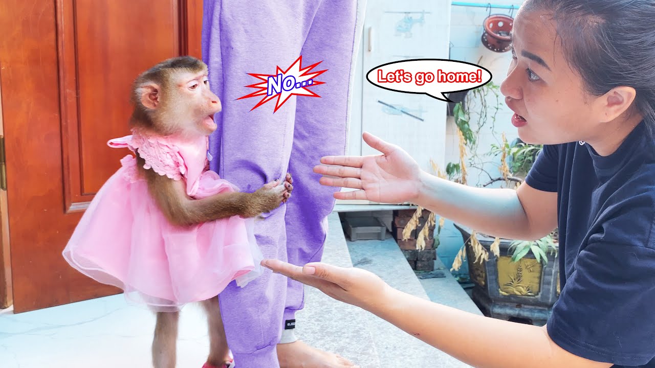 Обезьянка Лили была поглощена игрой в доме соседа, что очень сбивало ее маму с толку.