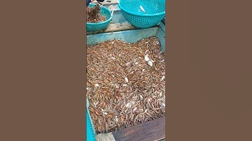 കരയിൽ വല വലിച്ച് കേറ്റിയ കരിക്കാടി 14.10.25  #fishing #fisherman #seafishing #shorts