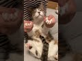 うっとりマッサージ