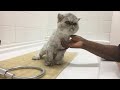 How to groom a Persian cat 2 of 2