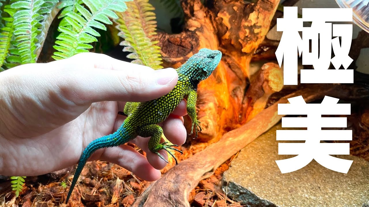 A Lizard that Boasts Incredible Beauty [Nuclear Amerald Swift