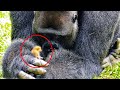 Gorilí samec nikoho k sobě nepouštěl a choval se divně. Pak pečovatel uviděl, co schovává v ruce