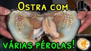 Ostra Com Várias Pérolas English Subtitles Ciências Biológicas