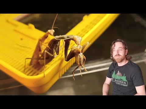 Video: Huevos de mantis religiosa: ¿Qué aspecto tienen los sacos de huevos de mantis religiosa?