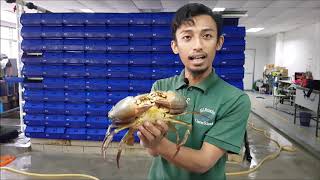 Mengapa ketam besar sukar dicari sekarang? Mengapa ketam besar sukar dicari sekarang?