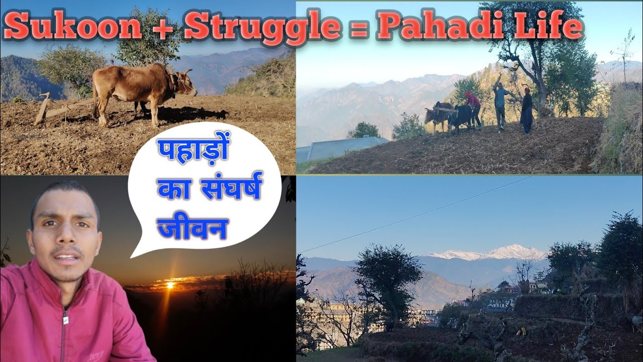 पहाड़ों में हल ऐसे लगाया जाता हैं|| पहाड़ों का संघर्ष जीवन||PahadiLifestyleVlogs||HappyHimalayanLife