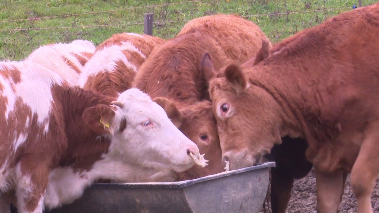 Viaţa satului: Agricultura la bani mărunţi (@TVR1)
