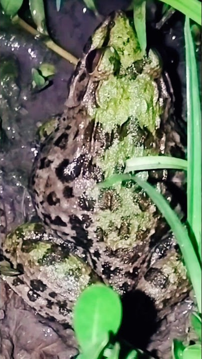 Suara Kodok Ijo Besar