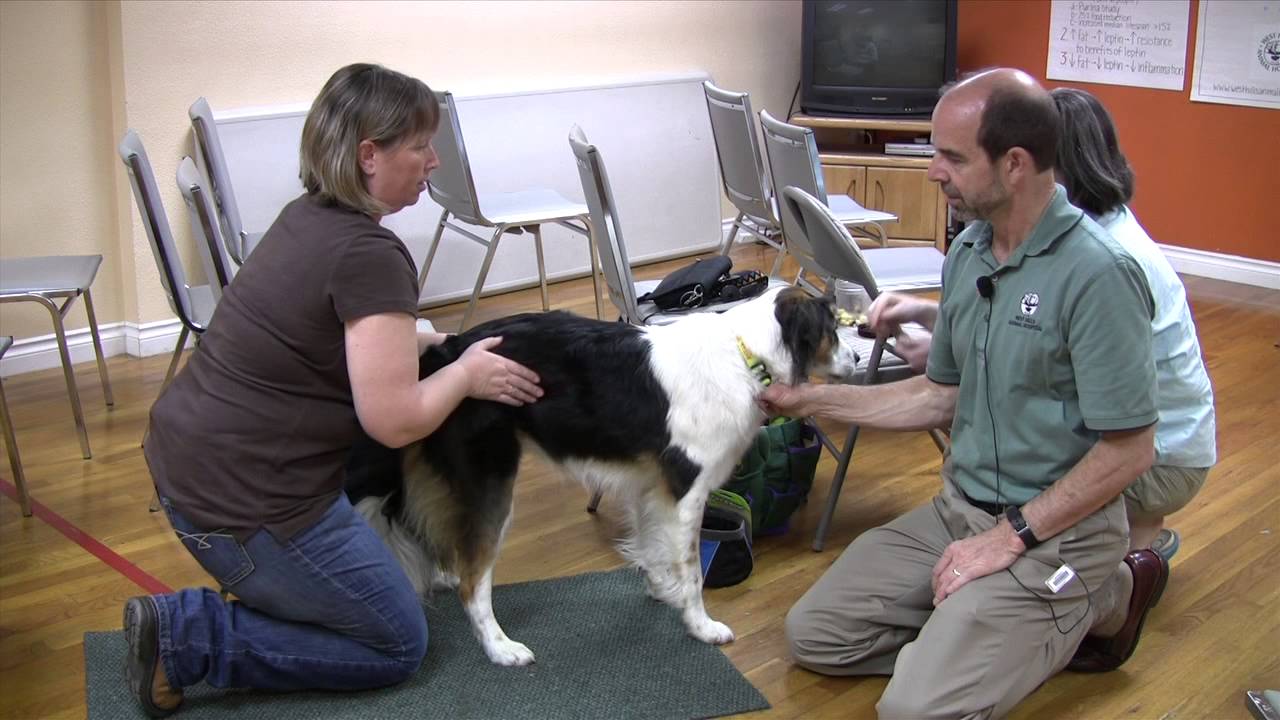 Identifying a Healthy Weight - Healthy Weight for Dogs