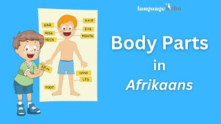 Body Parts in Afrikaans - Learn 34 Body Parts in Afrikaans (with audio and pictures)