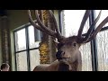 FamILY Trip to Find Wild PA Elk *part update at the end*