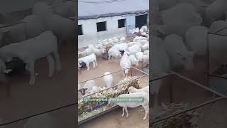 Double Sided Sheep Feed Trough Boost Farm Efficiency