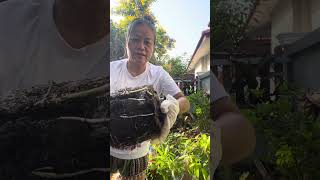 6 มนาคม 2568