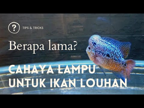 TIPS TRICKS CAHAYA LAMPU UNTUK IKAN LOUHAN BERAPA LAMA 