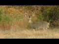 Opening Weekend of Deer Season in Goldthwaite - Texas Parks & WIldlife [Official]