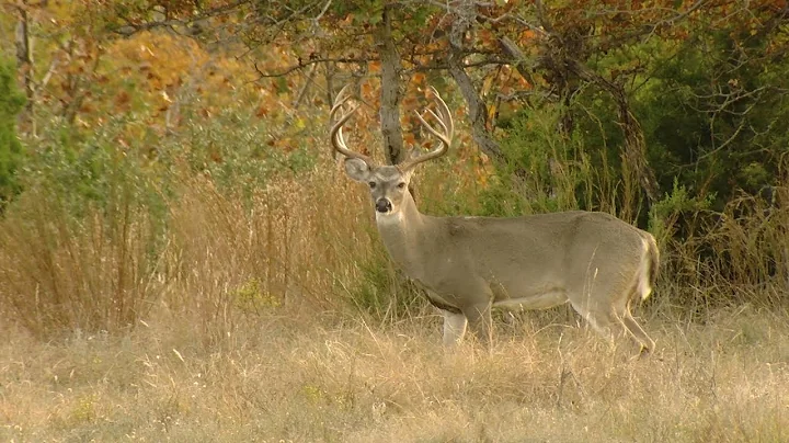 Opening Weekend of Deer Season in Goldthwaite - Te...
