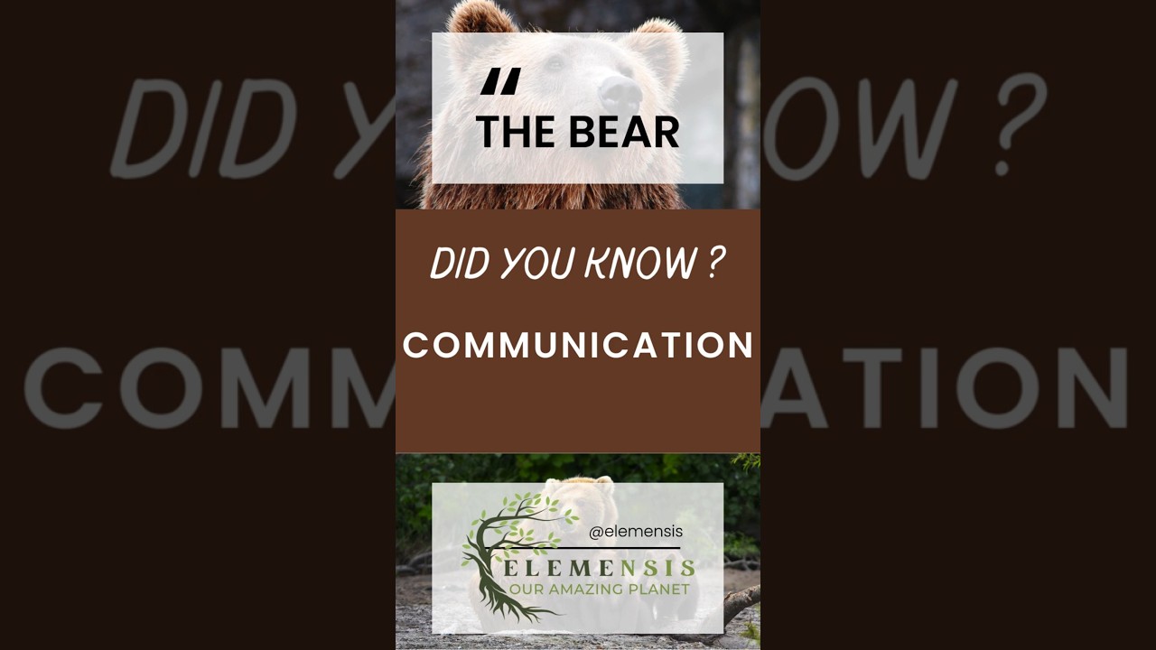 How Bears Talk🐻 | The Secret Language of Grunts, Growls, and Body Signals! 