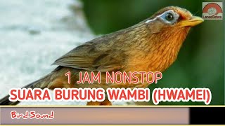 Suara burung Hwamei, Masteran burung Wambi 1 Jam Nonstop.
