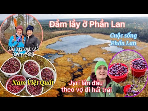 Video: Cá Trích Phần Lan Cuộn Sốt Nam Việt Quất