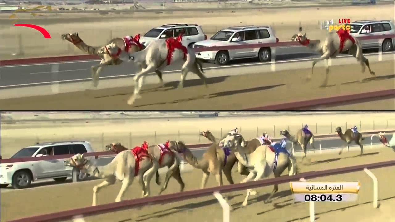 حول للشيوخ 8 كم الوثبة 23-1-2016 م- ش10 اكسيوره لـ هجن الرئاسة : 12:51:5