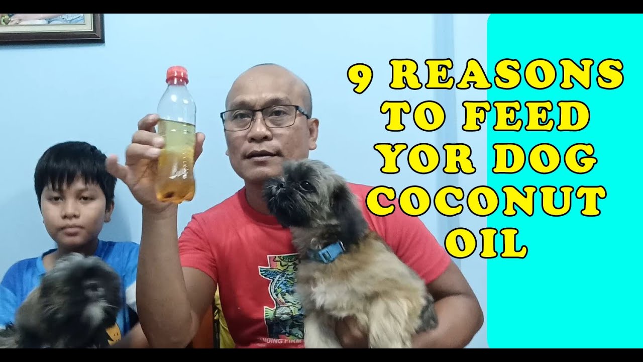 How Do You Feed A Dog Coconut Oil