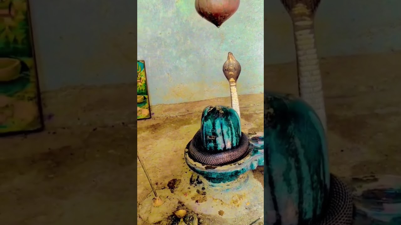 Indian Cobra 🐍 || Har Har Mahadev 