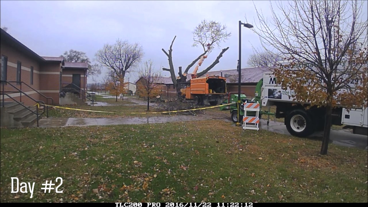 Tree Removal Camp Dodge, Johnston, IA Job 1 YouTube