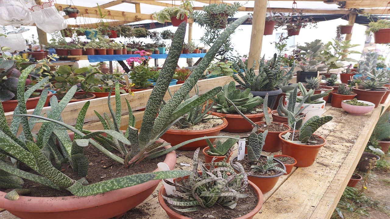 FASCINANTES  Gasterias y buenos CONSEJOS 👌👌