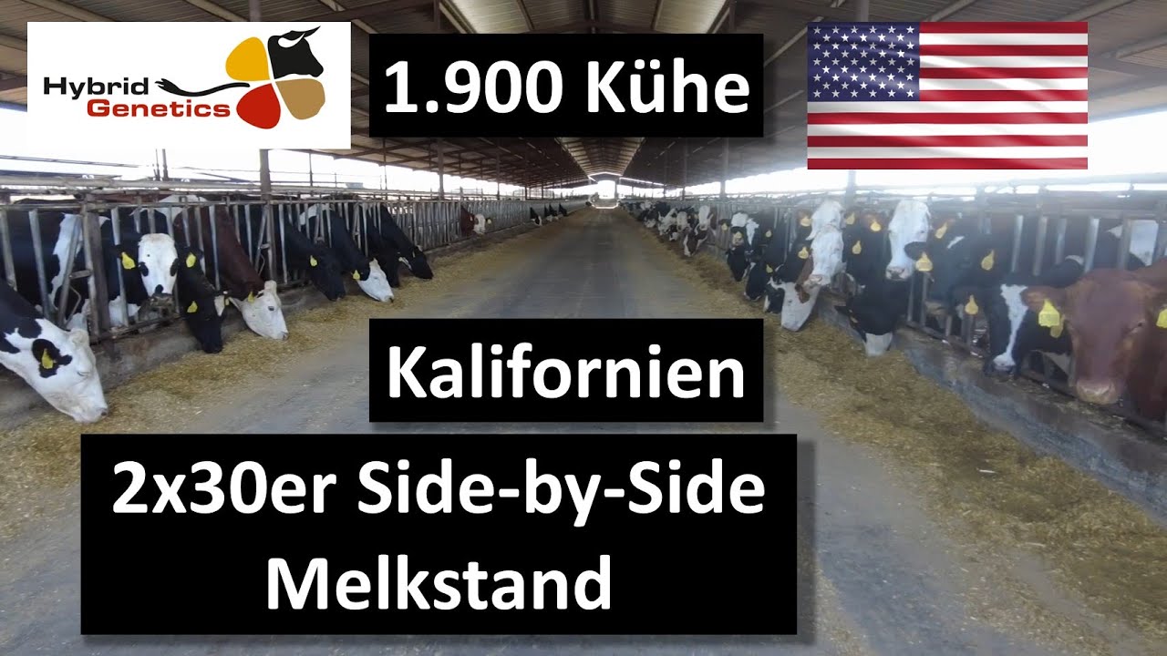 1.900 Kühe in Kalifornien im 2x30er Side-by-Side-Melkstand und Kühen im Maisstrohstall